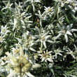 Leontopodium alpinum: Bild 3/9