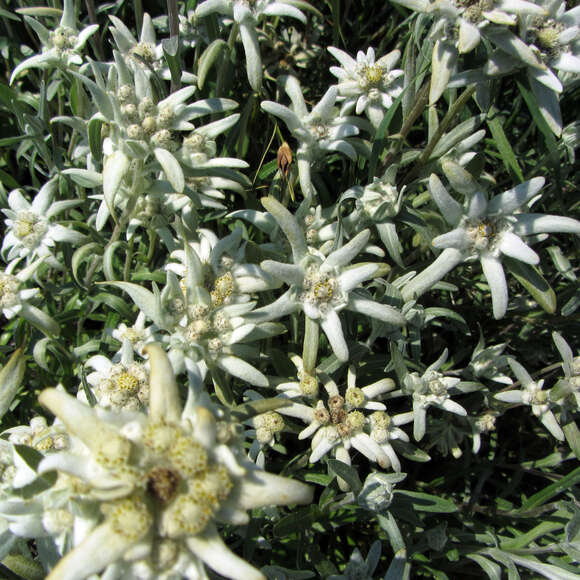 Leontopodium alpinum: Bild 3/9 Leontopodium alpinum: Bild 3/9