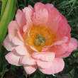 Paeonia lact. 'Pink Hawaiian Coral': Bild 1/2