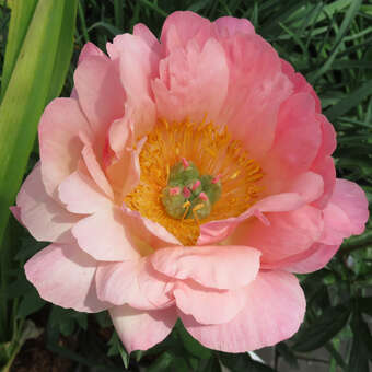 Paeonia lact. 'Pink Hawaiian Coral'