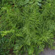 Dryopteris filix-mas 'Linearis Polydactyla': Bild 1/2