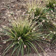 Carex morrowii 'Irish Green': Bild 2/10