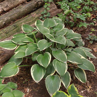 Hosta 'Diamond Tiara'