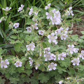 Geranium renardii: Bild 4/7