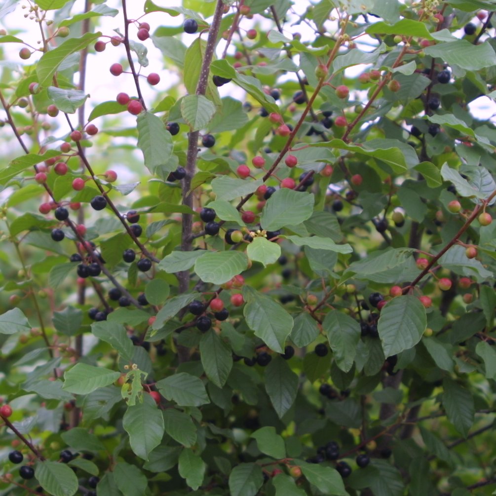 Gemeiner Faulbaum Frangula alnus weiß