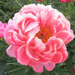 Paeonia lactiflora 'Coral Charm': Bild 2/5