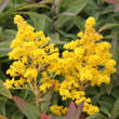 Solidago 'Golden Mosa': Bild 1/1