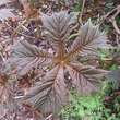 Rodgersia podophylla 'Braunlaub': Bild 1/1