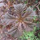 Rodgersia podophylla 'Braunlaub' - Schaublatt