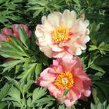 Paeonia Intersec. 'Magical Mystery Tour' - Pfingstrose Intersectional-Hybride
