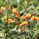 Colutea media 'Copper Beauty' - Orangeblütiger Blasenstrauch