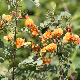 Colutea media 'Copper Beauty'