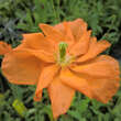 Papaver rupifragum 'Flore Pleno': Bild 2/3