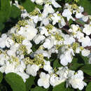 Viburnum plicatum 'Lanarth' - Etagenschneeball