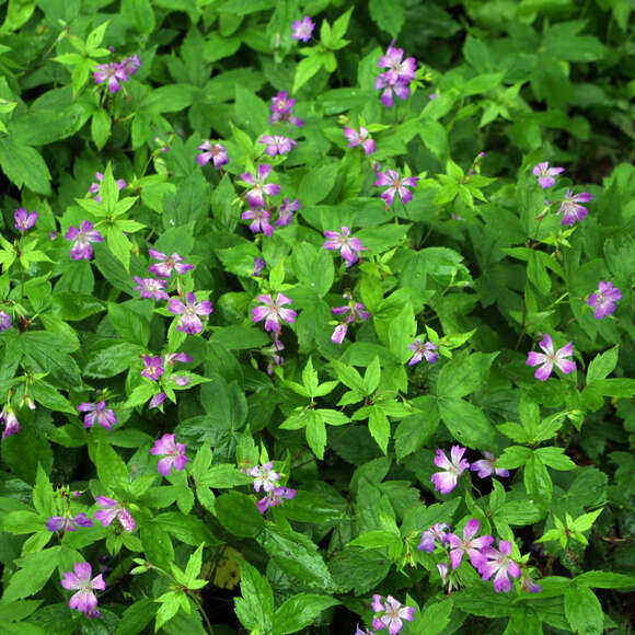 Geranium nodosum: Bild 3/6 Geranium nodosum: Bild 3/6