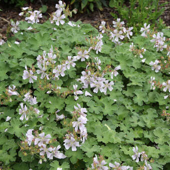 Geranium renardii: Bild 6/7