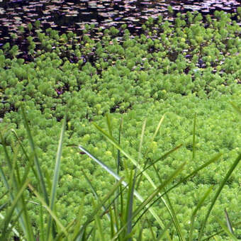 Myriophyllum aquaticum: Bild 3/5