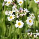 Primula japonica 'Alba' - Etagenprimel