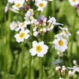 Primula japonica 'Alba' - Etagenprimel