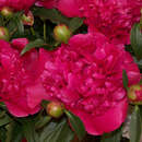 Paeonia lactiflora 'General McMahon' - Pfingstrose