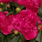 Paeonia lactiflora 'General McMahon' - Pfingstrose