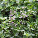 Thymus pulegioides 'Tabor' - Breitblättriger Thymian