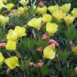 Oenothera macrocarpa (O. missouriensis): Bild 3/4