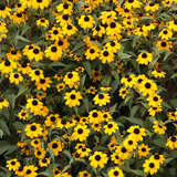 Rudbeckia triloba - Sonnenhut