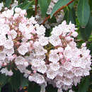 Kalmia latifolia - Berglorbeer, Porzellanstrauch, Lorbeerrose