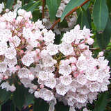 Kalmia latifolia - Berglorbeer, Porzellanstrauch