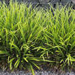Carex morrowii 'Variegata': Bild 5/7