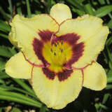 Hemerocallis 'Blackberry Candy' - Taglilie