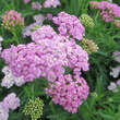 Achillea millefolium 'Appleblossom': Bild 3/4