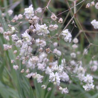 Gypsophila paniculata 'Bristol Fairy'