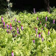 Primula vialii: Bild 3/3
