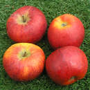 Malus domestica 'Topaz' - Winterapfel, IX-II
