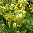 Primula veris: Bild 1/2