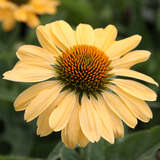 Echinacea purpurea 'Aloha' - Sonnenhut