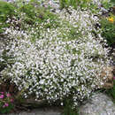 Gypsophila repens - Kriech-Schleierkraut