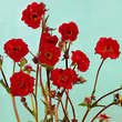 Geum chiloense 'Mrs. Bradshaw': Bild 2/2