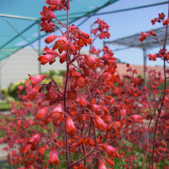 Heuchera sanguinea 'Leuchtkäfer': Bild 2/5 Heuchera sanguinea 'Leuchtkäfer': Bild 2/5