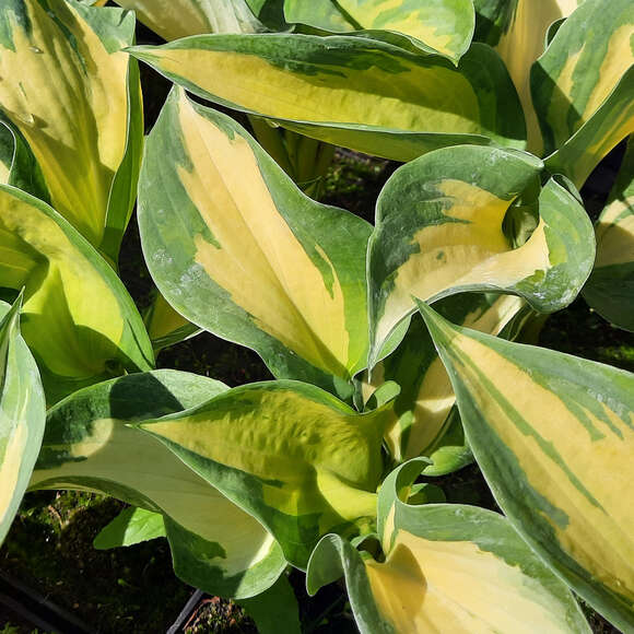 Hosta 'Beach Boy': Bild 2/2 Hosta 'Beach Boy': Bild 2/2