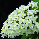 Hydrangea quercifolia 'Snowflake' - Eichenblatthortensie