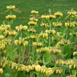 Phlomis russeliana: Bild 3/6