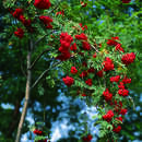 Sorbus commixta - Koreanische Eberesche