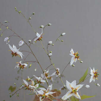 Epimedium 'Domino'