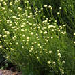 Santolina rosmarinifolia: Bild 1/4