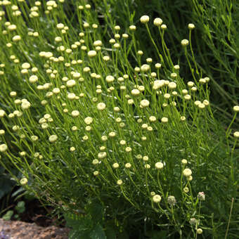 Santolina rosmarinifolia