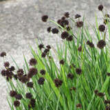 Juncus ensifolius - Zwergbinse