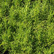 Santolina rosmarinifolia: Bild 3/4